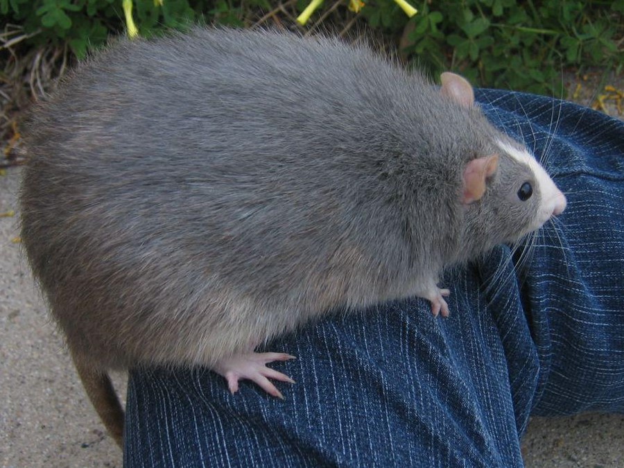 big rat